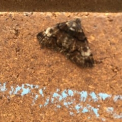 Cryphaea xylina (Woodland Geometrid) at Lyneham Wetland - 24 Nov 2020 by Tapirlord