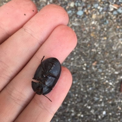 Pterohelaeus piceus (Pie-dish beetle) at Sullivans Creek, Lyneham South - 24 Nov 2020 by Tapirlord