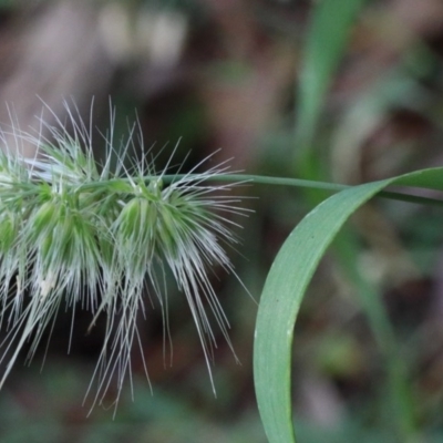 Cynosurus echinatus (Rough Dog's Tail Grass) at Dryandra St Woodland - 23 Nov 2020 by ConBoekel