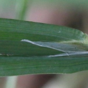 Cynosurus echinatus at O'Connor, ACT - 23 Nov 2020