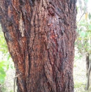 Eucalyptus sideroxylon at Aranda, ACT - 25 Nov 2020 03:19 AM