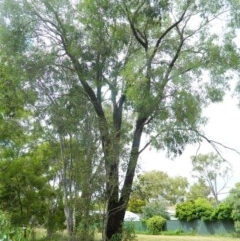 Eucalyptus sideroxylon at Aranda, ACT - 25 Nov 2020