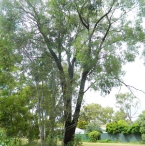 Eucalyptus sideroxylon at Aranda, ACT - 25 Nov 2020