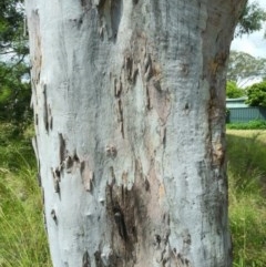 Eucalyptus mannifera (Brittle Gum) at Aranda, ACT - 24 Nov 2020 by petaurus