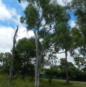 Eucalyptus mannifera at Aranda, ACT - 25 Nov 2020