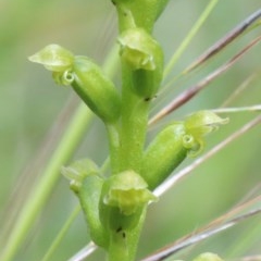 Microtis parviflora (Slender Onion Orchid) at O'Connor, ACT - 23 Nov 2020 by ConBoekel