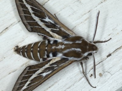 Hyles livornicoides (Australian Striped hawk Moth) at Ainslie, ACT - 17 Nov 2020 by jb2602