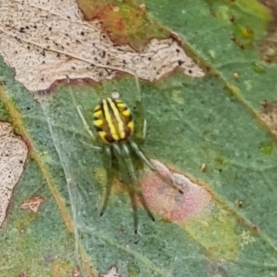 Deliochus sp. (genus) (A leaf curling spider) at Mount Mugga Mugga - 24 Nov 2020 by Mike
