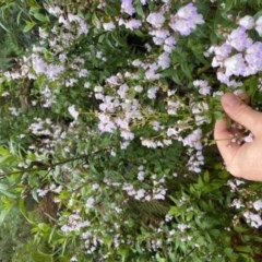 Prostanthera lasianthos (Victorian Christmas Bush) at Cotter River, ACT - 25 Nov 2020 by ThomasMungoven