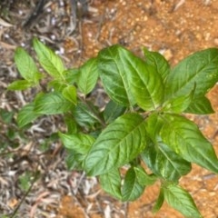 Prostanthera lasianthos at Cotter River, ACT - 25 Nov 2020