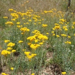 Chrysocephalum apiculatum (Common Everlasting) at Bruce, ACT - 25 Nov 2020 by RWPurdie