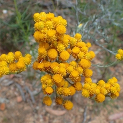 Chrysocephalum semipapposum (Clustered Everlasting) at O'Connor, ACT - 25 Nov 2020 by RWPurdie