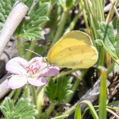 Eurema smilax (Small Grass-yellow) at Mount Clear, ACT - 24 Nov 2020 by SWishart