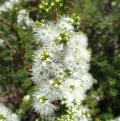 Kunzea ambigua (White Kunzea) at Bruce, ACT - 25 Nov 2020 by RWPurdie