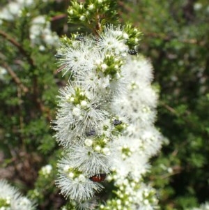 Kunzea ambigua at Bruce, ACT - 25 Nov 2020