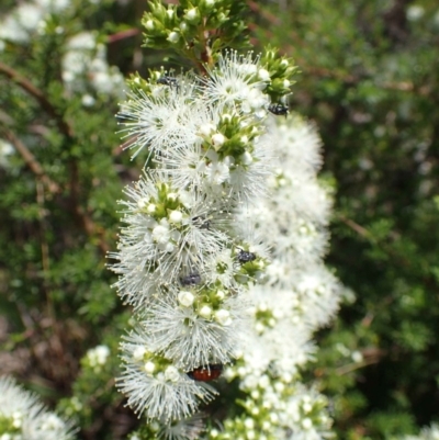 Kunzea ambigua (White Kunzea) at Bruce, ACT - 25 Nov 2020 by RWPurdie