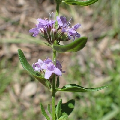 Mentha diemenica (Wild Mint, Slender Mint) at Black Mountain - 24 Nov 2020 by RWPurdie