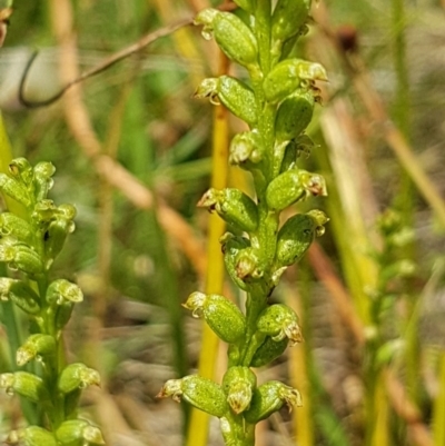 Microtis sp. (Onion Orchid) at Griffith, ACT - 24 Nov 2020 by SRoss