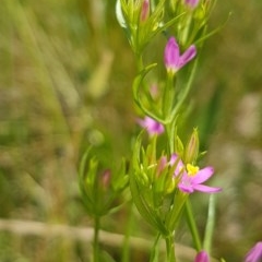 Centaurium sp. (Centaury) at Bass Gardens Park, Griffith - 24 Nov 2020 by SRoss