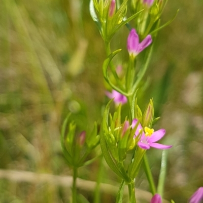 Centaurium sp. (Centaury) at Griffith, ACT - 25 Nov 2020 by SRoss