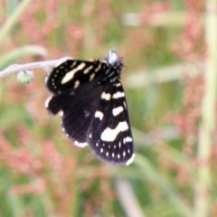 Phalaenoides tristifica (Willow-herb Day-moth) at Namadgi National Park - 23 Nov 2020 by SWishart