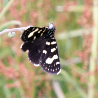 Phalaenoides tristifica (Willow-herb Day-moth) at Mount Clear, ACT - 24 Nov 2020 by SWishart