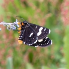 Phalaenoides tristifica at Mount Clear, ACT - 24 Nov 2020