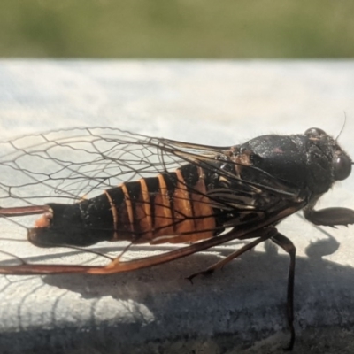 Yoyetta australicta (Southern Ticking Ambertail) at Lake George, NSW - 25 Nov 2020 by MPennay