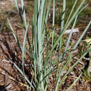 Lomandra sp. at Griffith, ACT - 25 Nov 2020 05:59 AM