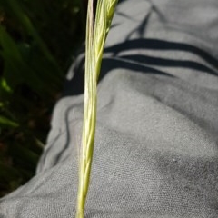 Rytidosperma sp. at Bass Gardens Park, Griffith - 24 Nov 2020 by SRoss