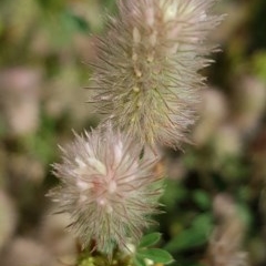 Trifolium arvense var. arvense (Haresfoot Clover) at Griffith, ACT - 24 Nov 2020 by SRoss