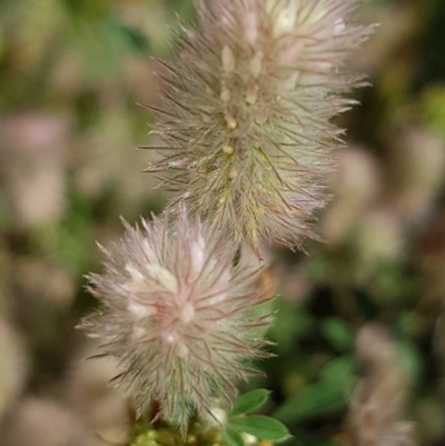 Trifolium arvense var. arvense (Haresfoot Clover) at Griffith, ACT - 25 Nov 2020 by SRoss