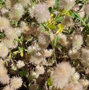 Trifolium arvense var. arvense at Griffith, ACT - 25 Nov 2020