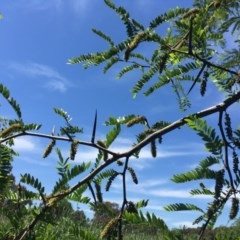 Gleditsia triacanthos (Honey Locust, Thorny Locust) at Melba, ACT - 11 Nov 2020 by JenniM