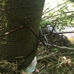 Gleditsia triacanthos at Melba, ACT - 11 Nov 2020 12:34 AM