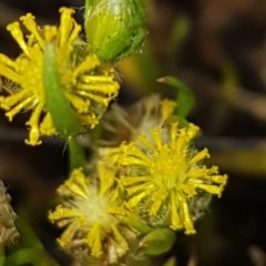 Triptilodiscus pygmaeus (Annual Daisy) at Bass Gardens Park, Griffith - 24 Nov 2020 by SRoss