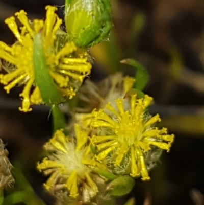 Triptilodiscus pygmaeus (Annual Daisy) at Bass Gardens Park, Griffith - 24 Nov 2020 by SRoss