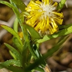 Triptilodiscus pygmaeus at Griffith, ACT - 25 Nov 2020