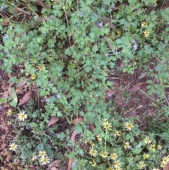 Erodium crinitum (Native Crowfoot) at Hughes, ACT - 25 Nov 2020 by jennyt
