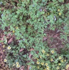 Erodium crinitum (Native Crowfoot) at Red Hill to Yarralumla Creek - 25 Nov 2020 by jennyt