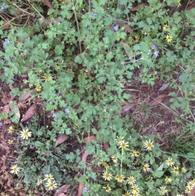 Erodium crinitum (Native Crowfoot) at Hughes, ACT - 25 Nov 2020 by jennyt