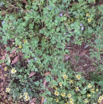 Erodium crinitum (Native Crowfoot) at Red Hill to Yarralumla Creek - 25 Nov 2020 by jennyt