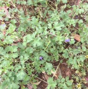 Erodium crinitum at Hughes, ACT - 25 Nov 2020 01:41 AM