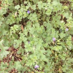 Erodium crinitum at Hughes, ACT - 25 Nov 2020