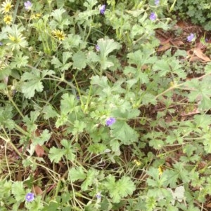 Erodium crinitum at Hughes, ACT - 25 Nov 2020