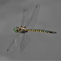 Hemicordulia australiae (Australian Emerald) at Forde, ACT - 25 Nov 2020 by JohnBundock