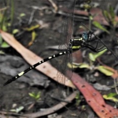 Parasynthemis regina (Royal Tigertail) at Mulligans Flat - 24 Nov 2020 by JohnBundock