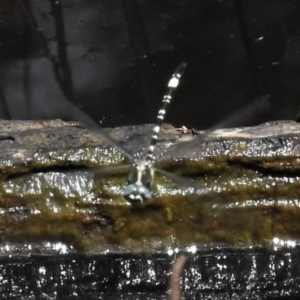 Parasynthemis regina at Forde, ACT - 25 Nov 2020