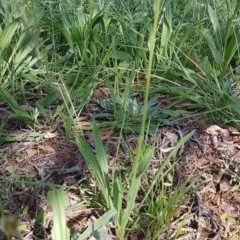 Plantago lanceolata (Ribwort Plantain, Lamb's Tongues) at Griffith, ACT - 25 Nov 2020 by SRoss