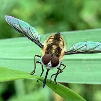 Trichophthalma sp. (genus) (Tangle-vein fly) at QPRC LGA - 23 Nov 2020 by aussiestuff